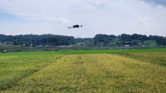 '새 쫓는 드론'이 충남 보령시 청소년 논을 날고 있다. 이 드론은 사람이 들을 수 없는 고주파수의 소리를 낸다. 사진 충남도 농업기술원