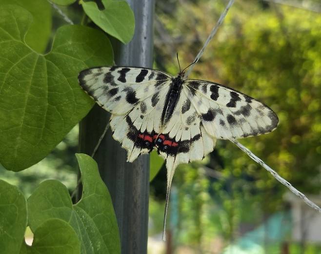 꼬리명주나비  /화성시 제공