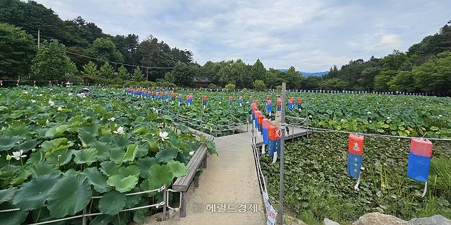 봉선사 연꽃 단지