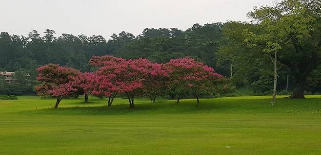[거제=뉴시스] 신정철 기자= 경남 거제시는 14일, 대통령의 휴가지로 잘 알려진 ‘저도(猪島)’를 오는 16일부터 다시 개방한다고 밝혔다.사진은 저도의 연리지 나무와 잘 관리된 잔디정원 모습.(사진=거제시 제공).2025.08.14. photo@newsis.com *재판매 및 DB 금지