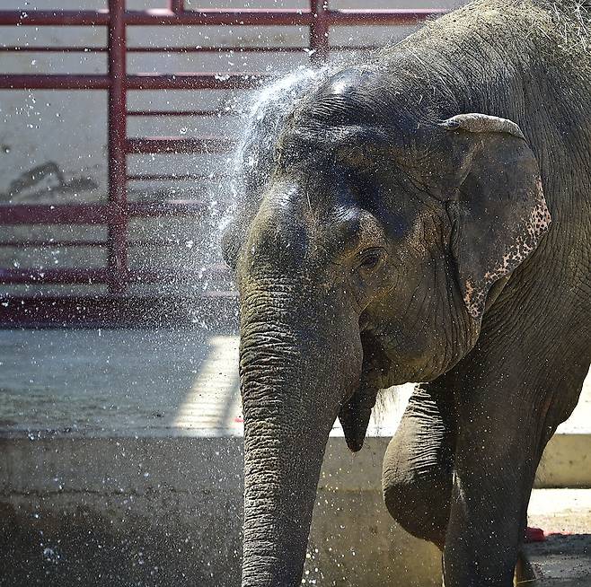 대구 달성공원의 코끼리들은 대형 호스로 등목을 하며 더위를 나고 있다.