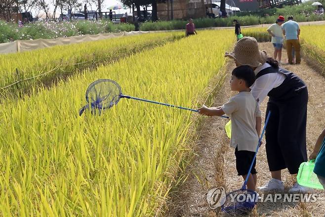 김제지평선축제 개막…메뚜기 잡는 어린이 [연합뉴스 자료사진]
