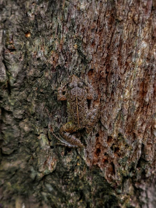 색채 전략 부문 2위, '위장술의 달인', Sritam Kumar Sethy/2025 BMC journals image competition.