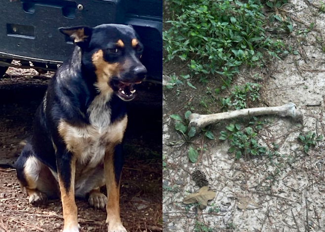 총격으로 사망한 사람의 유골을 물어온 미국 앨라배마주의 반려견 '치카린'과 개가 지난 8일 4번째로 물고 온 뼈. 사진=AL닷컴 캡처