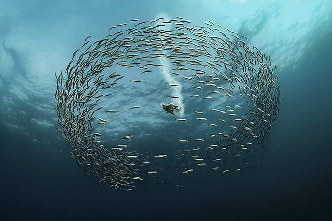 2024년 빅픽처 인기상 ‘사냥하는 케이프 가넷’. 바닷새 가넷이 먹잇감을 찾아 바닷속 정어리떼로 뛰어드는 순간을 포착한 사진이다. Wayne Lai | Big picture