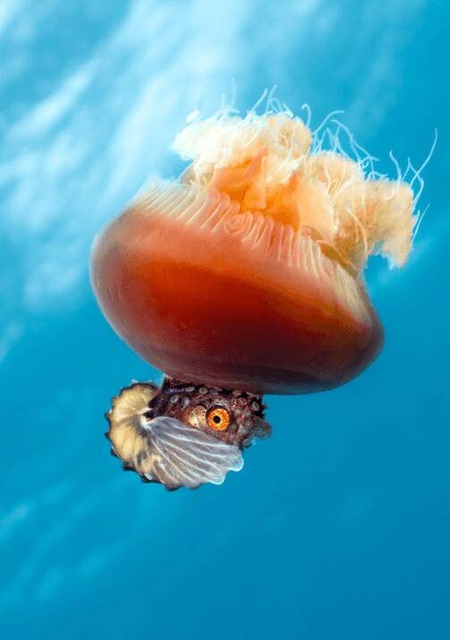 누가 히치하이커일까. 해파리에 올라탄 문어. Caitlin Winskill | Big picture