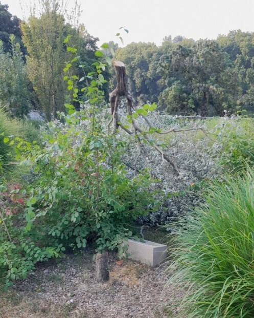 14일(현지시각) 프랑스 파리 북부 에피네쉬르센에서 일란 알리미를 기리기 위해 심어졌던 올리브나무가 잘린 채로 발견됐다. 출처 에피네쉬르센 페이스북 페이지