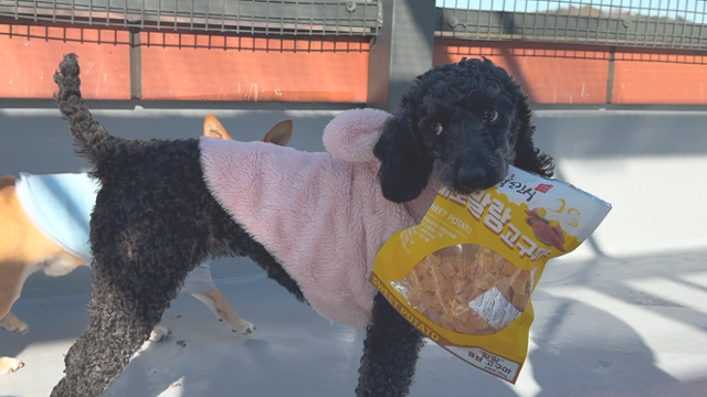 경기 남양주시 동물자유연대 온센터에서 만난 강아지 '리오'의 첫 만남은 무언가를 물고 있는 모습으로 시작됐다. 동그람이 정진욱