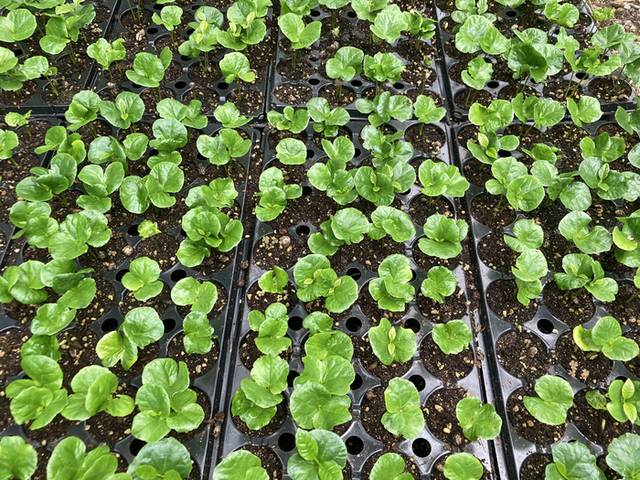 ▲ 커피씨앗 발아(쌍떡잎 단계)