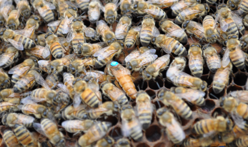 ‘젤리킹’ 여왕벌. 농촌진흥청