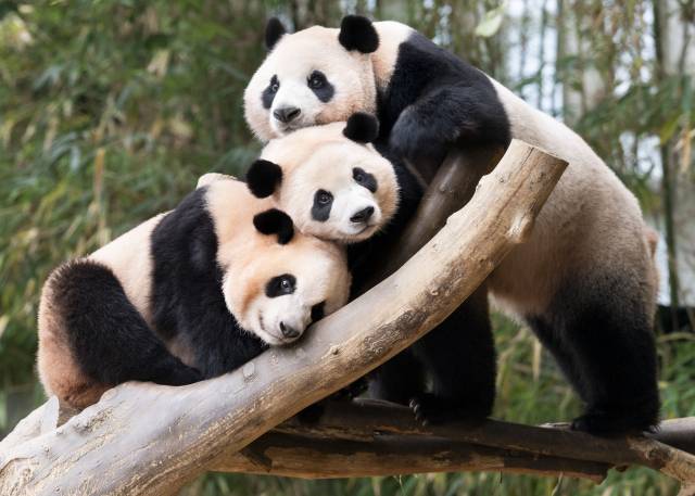 에버랜드 판다가족 루이바오(좌), 후이바오(가운데), 아이바오(우). 쌍둥이 판다 루이바오와 후이바오는 13일 엄마 아이바오로부터 독립했다. 사진 제공=에버랜드.