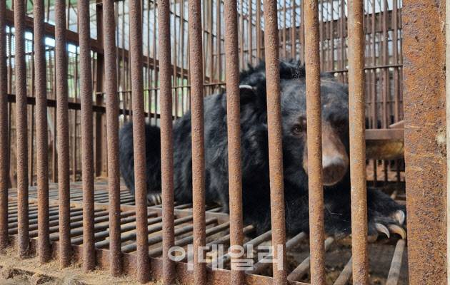 한 농가의 사육곰 모습(사진=동물자유연대)