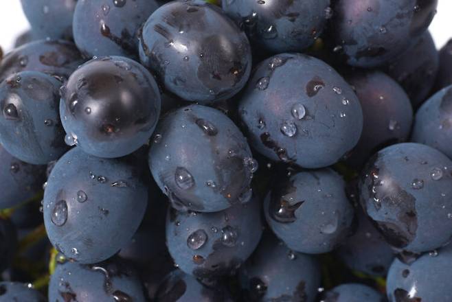 포도에는 레스베라트롤을 비롯한 여러 식물성 화합물이 들어있어 염증과 손상을 줄여 간 건강을 지키는 데 도움이 된다. [사진=클립아트코리아]