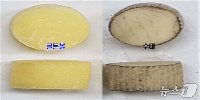 강원 평창군의 신품종 감자인 골든볼과 기존 품종인 수미의 박피 12시간 후 갈변화 현장 비교 자료 사진. (평창군농업기술센터 제공. 재판매 및 DB금지) 2025.8.16/뉴스1