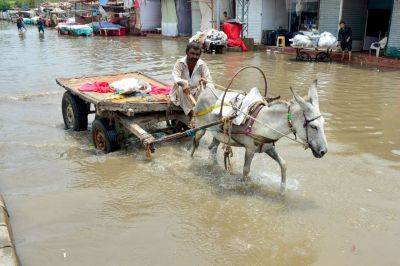 한 남성이 파키스탄 신드주 하이데라바드에서 20일 한 남성이 당나귀가 끄는 수레를 타고 비로 물에 잠긴 거리를 지나가고 있다. AFP연합뉴스