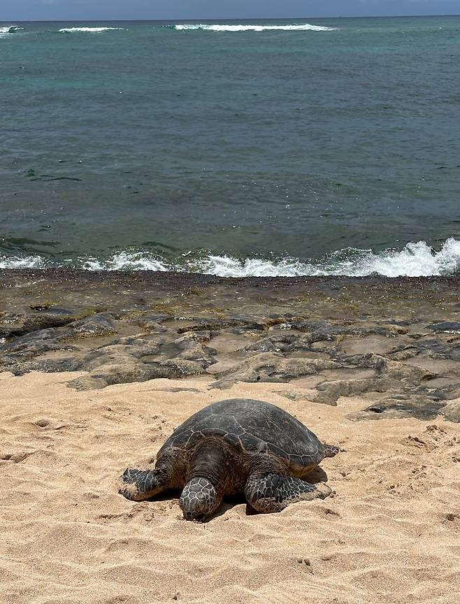 하와이 오아후섬 북부 노스쇼어 지역의 라니아케아 해변은 바다거북 일광욕을 볼 수 있는 장소로 유명하다. /조유미 기자