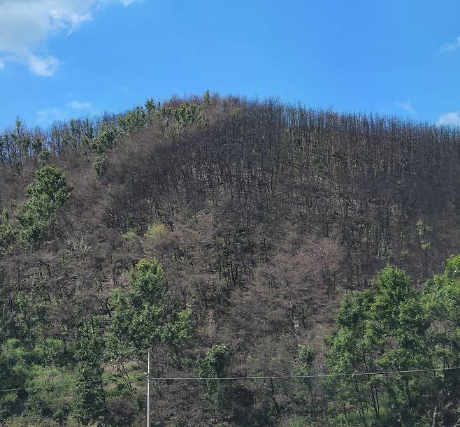 7월 26일 안동지역 산림 지역에 산불 피해 흔적이 여전했다. 산불이 훑고 지나간 자리에 타버린 나무의 줄기와 가지만 앙상하게 남아있다.  /윤희훈 기자
