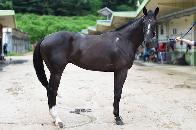 거센대로. 사진=한국마사회