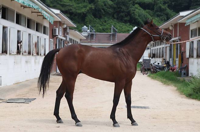 킹스킹. 사진=한국마사회