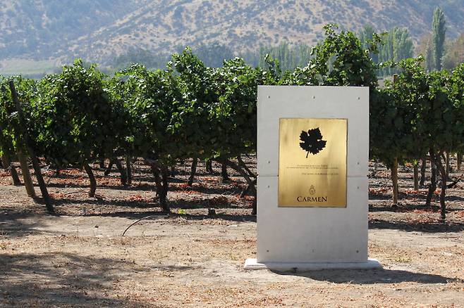 프랑스의 암펠로그라퍼, 장-미셸 부르시코가 까르미네르를 발견한 비냐 카르멘에는 기념비가 세워져있다. [출처=비냐 카르멘]