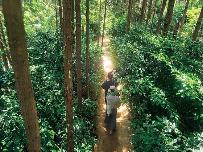 나폴리농원에서는 편백나무 톱밥을 뿌려놓은 숲길을 맨발로 걷는 체험을 할 수 있다. /사진=한국관광공사