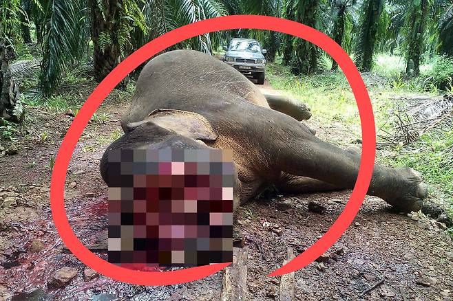 말레이시아 보르네오 섬 사바에서 도살당한 코끼리 사체.[다나우 지랑 필드 센터 및 야생동물 구조대]