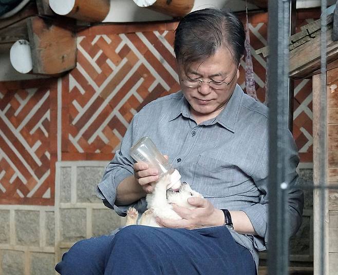 문재인 전 대통령이 새끼 풍산개에게 분유를 먹이고 있다.