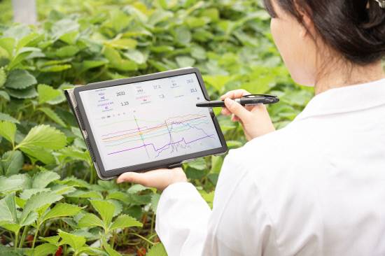 경남도농업기술원 원예연구과 연구사들이 딸기 품종 개발 및 연구활동을 펼치면서 온습도 제어 센서를 활용하고 있다.사진=경남도농업기술원