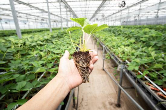 경남도농업기술원은 딸기 산업을 지속 가능하게 육성하고, 첨단농업으로의 전환을 추진하기 위한 기반 구축 필요성을 제기하고 있다. 사진은 딸기 모종.사진=경남도농업기술원
