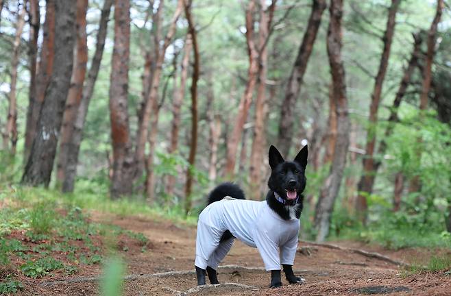 루시와 함께한 트레킹(인스타그램 chewwwy.lucy 제공) ⓒ 뉴스1