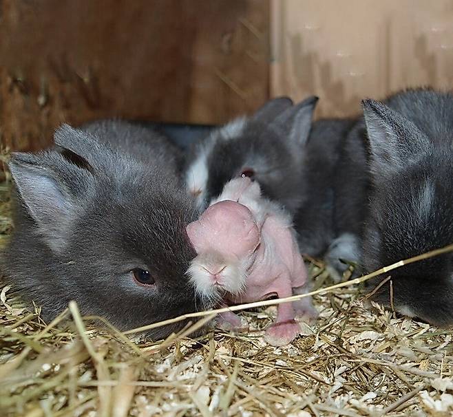 Screenshot_20250817_204940_Instagram.jpg 갓 태어난 토끼