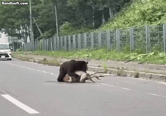 지난달 훗카이도의 도로에서 곰이 사슴을 습격하는 장면. 사진=X캡처