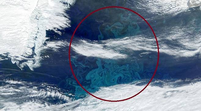 지난해 6월 미국 항공우주국(NASA) 지구 관측용 인공위성에 찍힌 그린란드 근처 바다. 식물성 플랑크톤이 다량 증식하면서 일부 해역(빨간색 원)에서 녹색 물감을 푼 것 같은 현상이 나타났다. NASA 제공