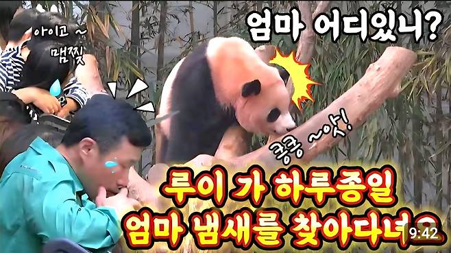 8월17일 루이·후이바오 영상 타이틀