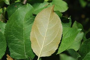 점박이응애 피해를 본 사과 잎. 응애가 엽록소를 흡즙해 잎 뒷면이 갈변했다. 농촌진흥청