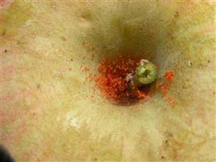 점박이응애 피해를 본 사과 열매. 9월에 나오는 월동형 응애는 주황색으로 몸의 색이 변하면서 열매의 꼭지나, 꽃받침 부위에 모여 증식한. 농촌진흥청