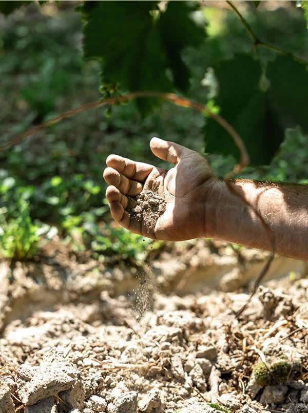 토레셀라 포도밭 토양.