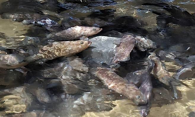 출하 대기 중인 양식 붉바리들 (제주=연합뉴스) 김호천 기자 = 제주 서귀포시 동보수산에서 양식 중인 1㎏짜리 붉바리들. 2025.8.17