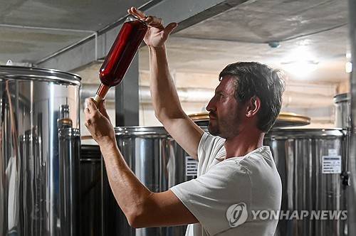 러시아 크라스노다르산 와인 (골리비츠카야 <러시아 크로스노다르주> 타스=연합뉴스) 2025년 7월 19일 러시아 크로스노다르주 골루비츠카야 마을의 코자 후토르 농장 와이너리에서 한 직원이 일하고 있다. 2025.8.17.