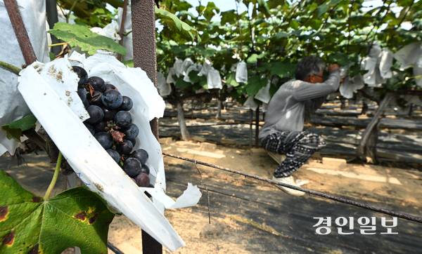 18일 오후 안산시 단원구 대부북동의 한 포도농가에서 농부가 포도의 상태를 살펴보고 있다. 2025.8.18 /최은성기자 ces7198@kyeongin.com