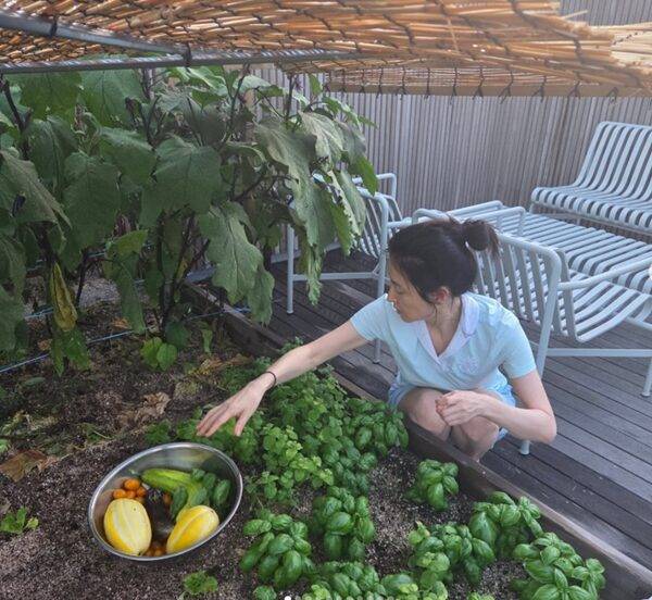 이영애가 텃밭에서 다양한 야채와 과일을 수확하고 있다. [사진=이영애 SNS]