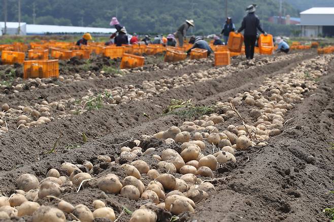 외국인 계절 근로자들이 감자를 수확하고 있다./뉴스1