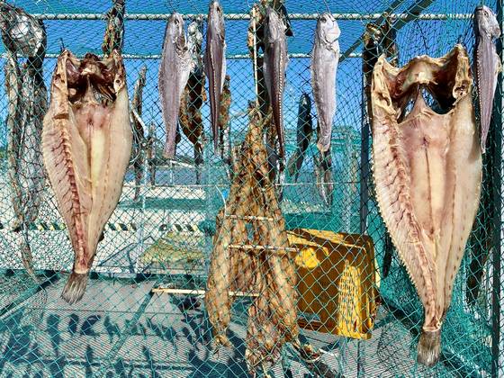 전남 신안군 임자도 전장포항에서 만날 수 있는 민어 건조 풍경. [사진 박상현]