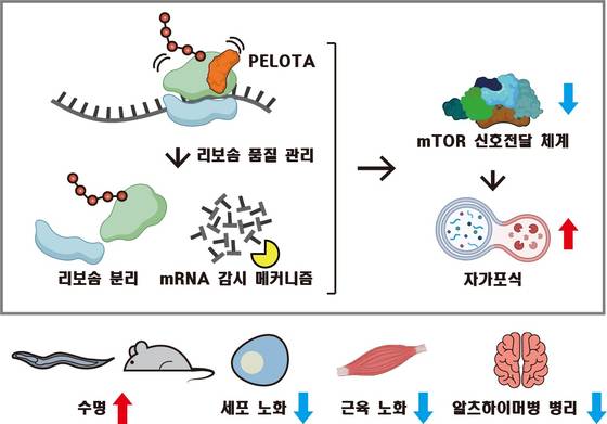 Diagram of the study of the Pelota protein [KAIST]