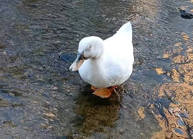 안양 삼성천 오리 '이순이' 모습 [유튜브 '오리 엄마']