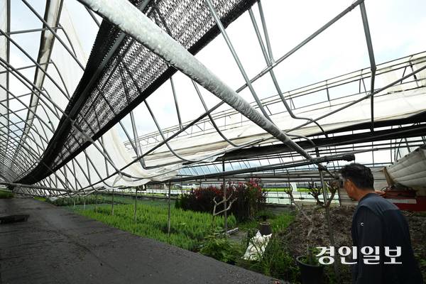19일 오후 용인시 처인구 남사읍의 한 화훼단지에 지난해 기록적인 폭설로 인해 무너진 비닐하우스가 복구 되지 않은 채 방치되고 있다. 2025.8.19 /최은성기자 ces7198@kyeongin.com