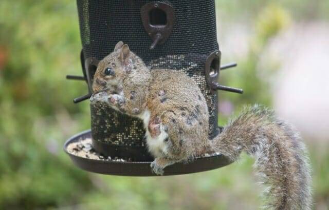 다람쥐 섬유종 바이러스(SFV)에 감염된 다람쥐의 모습 (사진=플리커 @Rick Shackletons Photographic Adventures)