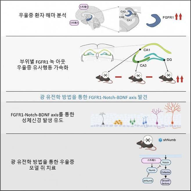 우울증의 분자적 원인을 규명하고 고령 환자에게 적용할 수 있는 새로운 치료 가능성을 제시한 연구를 나타낸 모식도. KAIST 제공