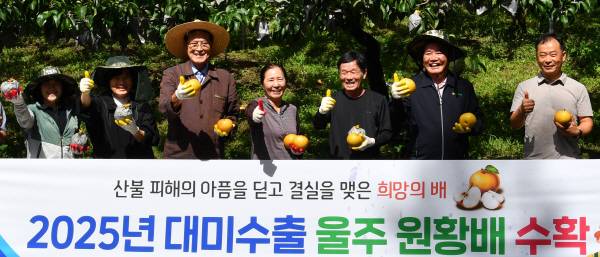 지난 13일 울산 울주군 온양읍 산불 피해 지역의 한 과수원에서 미국 수출용 배를 수확하는 행사가 열리고 있다. 울주군 제공