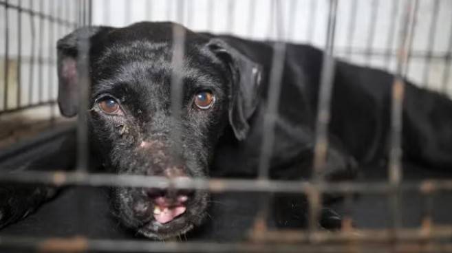 국제동물보호단체 ‘휴메인 월드 포 애니멀즈’ 제공